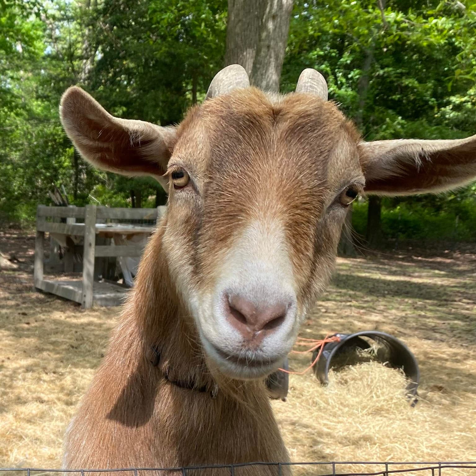 How to fight a squatting goat artwork