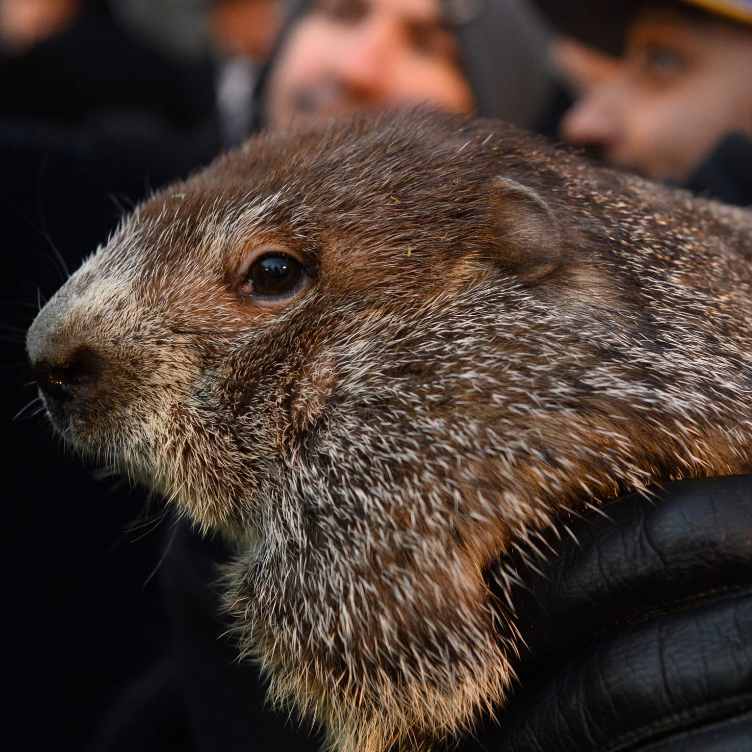 Groundhog Day 2024: Trademark, bankruptcy, and the dollar that failed artwork