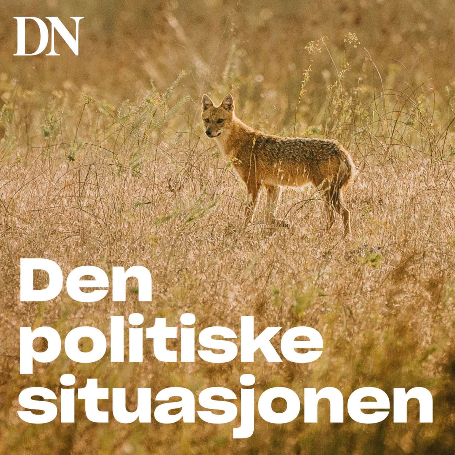 Sommerferie - spesial - Sjakalen - Norges nye rovdyr artwork