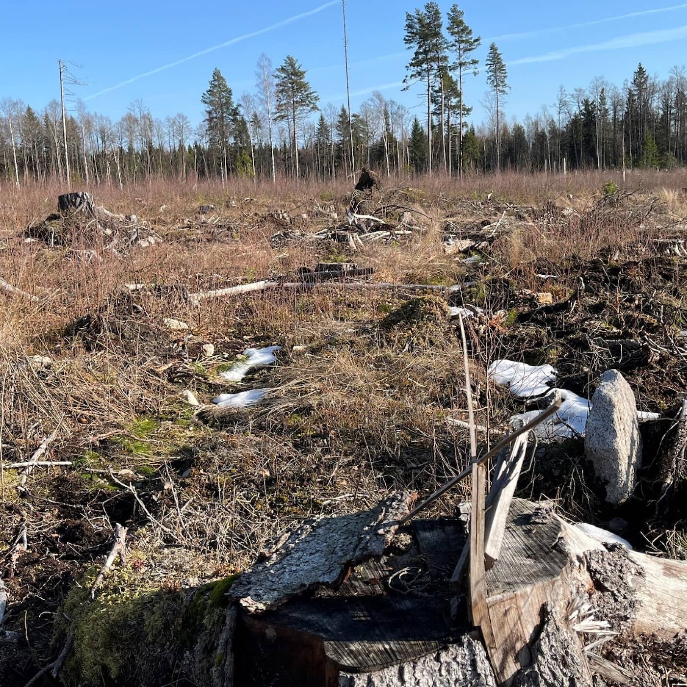 Granskning: Naturskogarna som är borta för alltid artwork