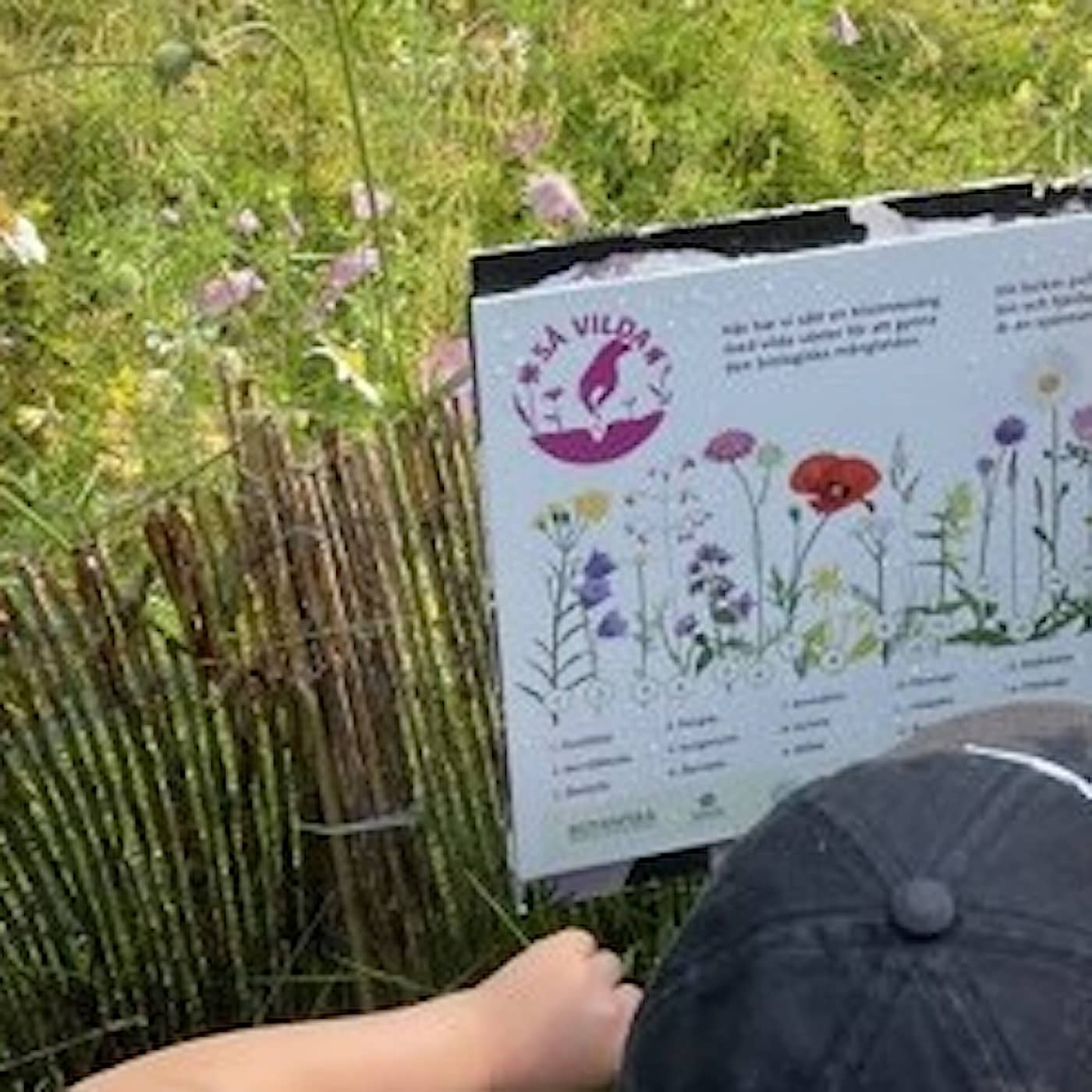 När kunskapen om arter försvinner ur skolan – så försöker forskare vända trenden artwork