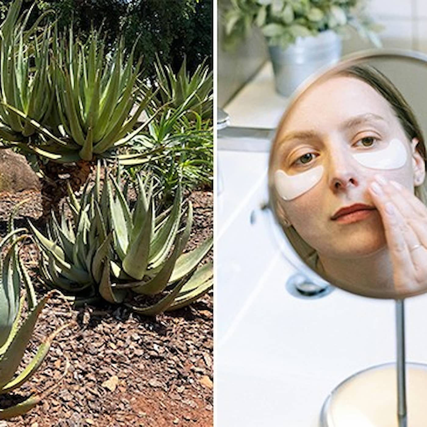 Naturens omstridda apotek – stulna recept blir dyra hälsoprodukter i väst | Del 1/4 artwork