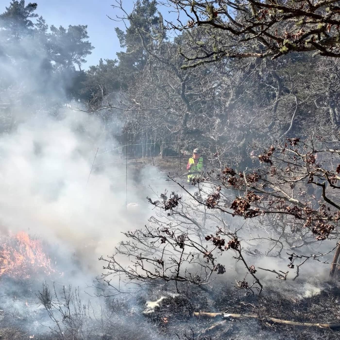 Forskare tänder eld på skogen för att se vad som brinner minst artwork