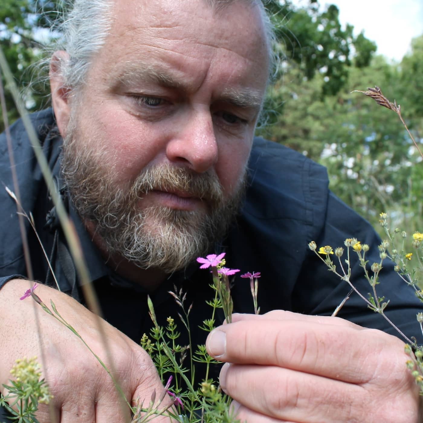 Så får Emil ängsmarken att blomma igen – med kornas och mikrobernas hjälp artwork