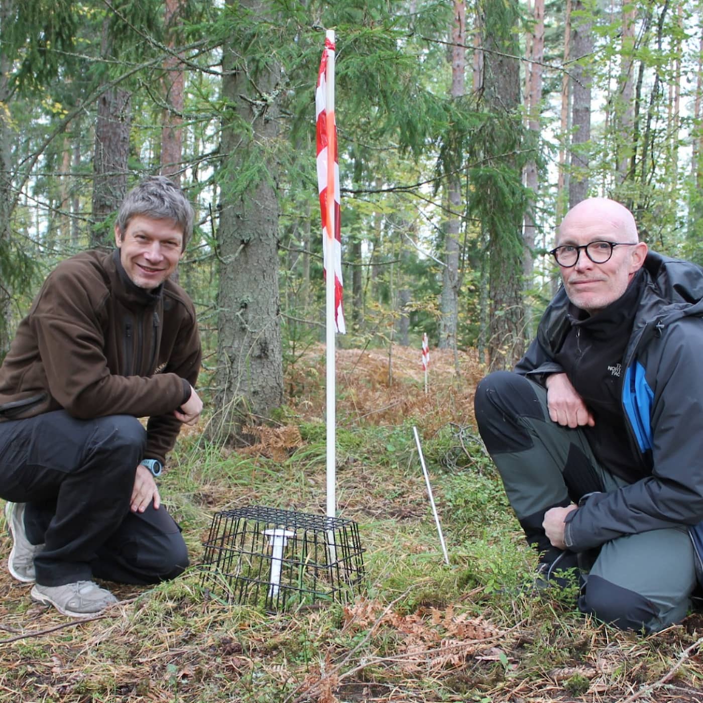 Skörda skogen och ha mångfalden kvar – här testas framtidens skogsbruk artwork