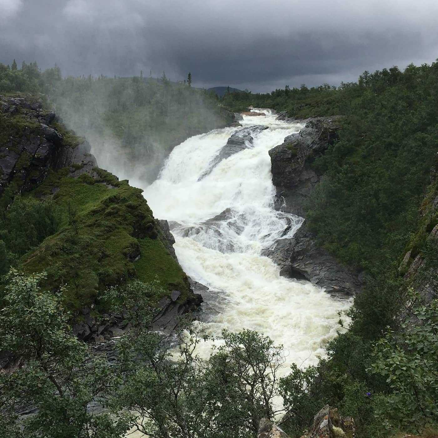 En regnskog i miniatyr – upptäck Sveriges mest sällsynta skogstyp artwork