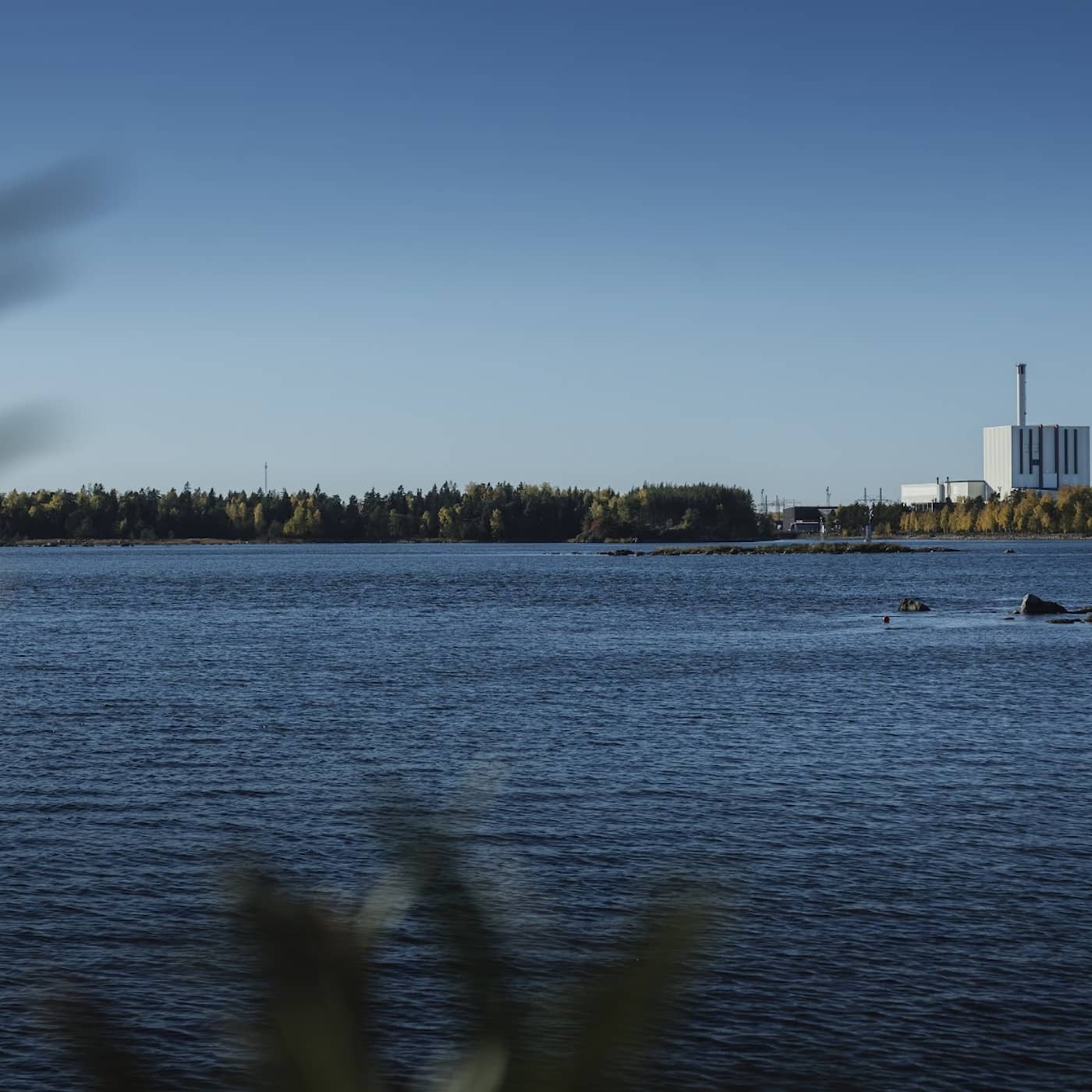 Kärnkraften gynnar indirekt havsörnarna vid Forsmark artwork