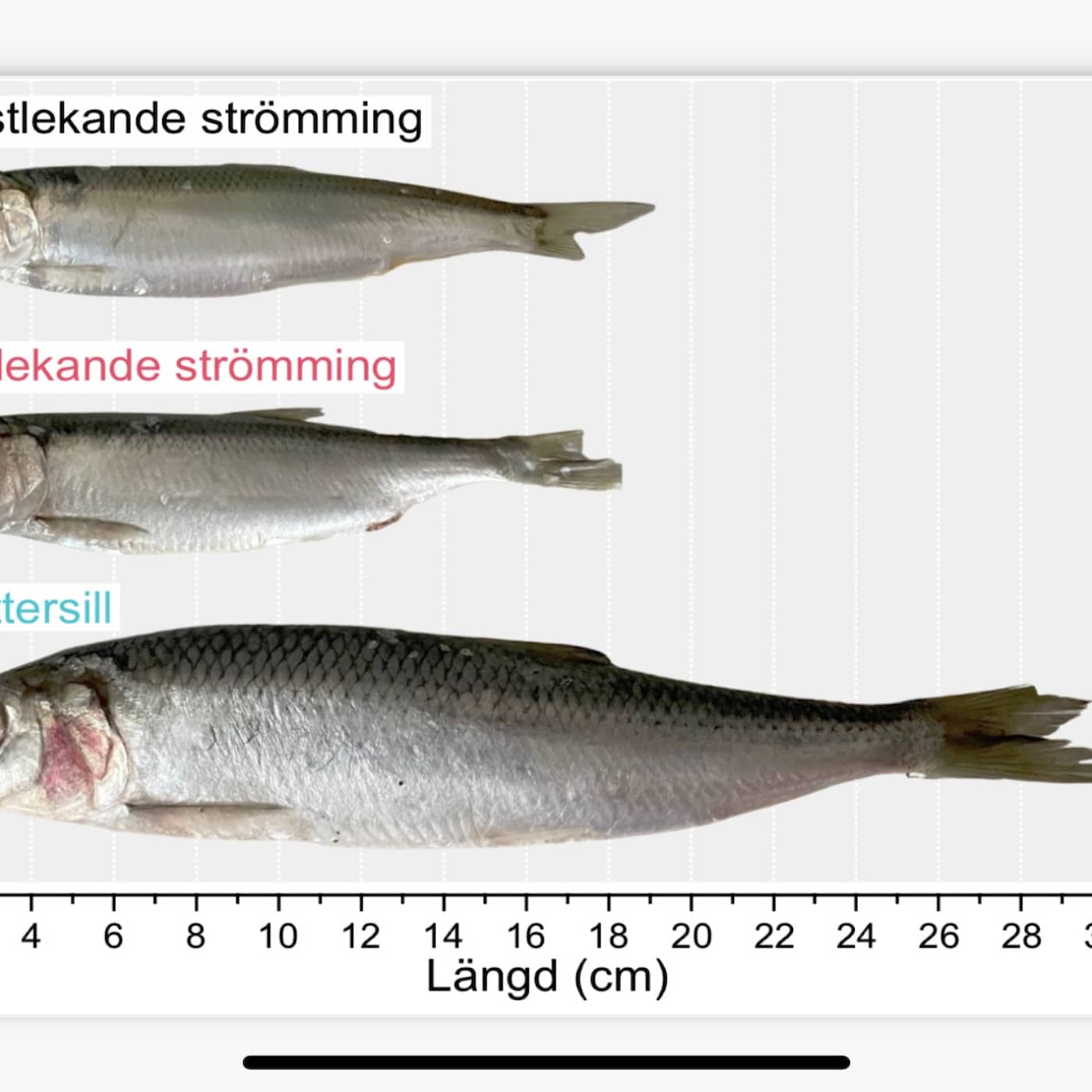 Nyupptäckta kannibalfisken – så kan Östersjöklimatet ha skapat sillens blodtörstiga släkting artwork