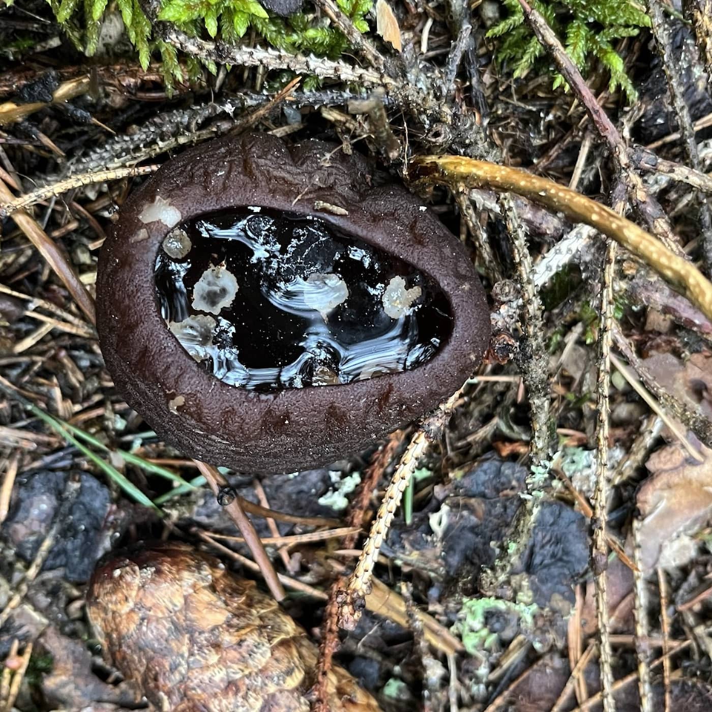 Den spektakulära svampen som hotas av granbarkborren artwork