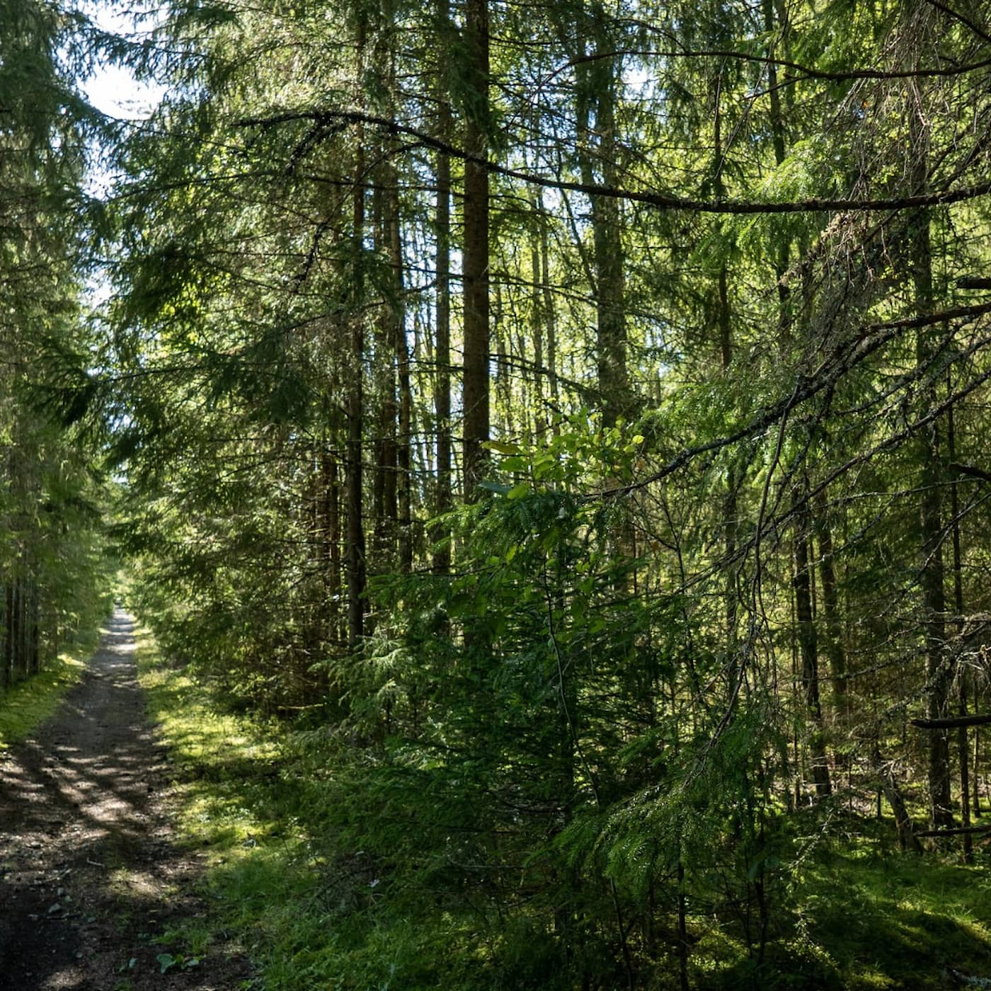 Skogsägare väljer bort monokulturer för att rädda biologisk mångfald artwork