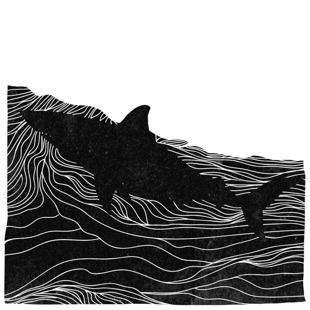 Sharks artwork