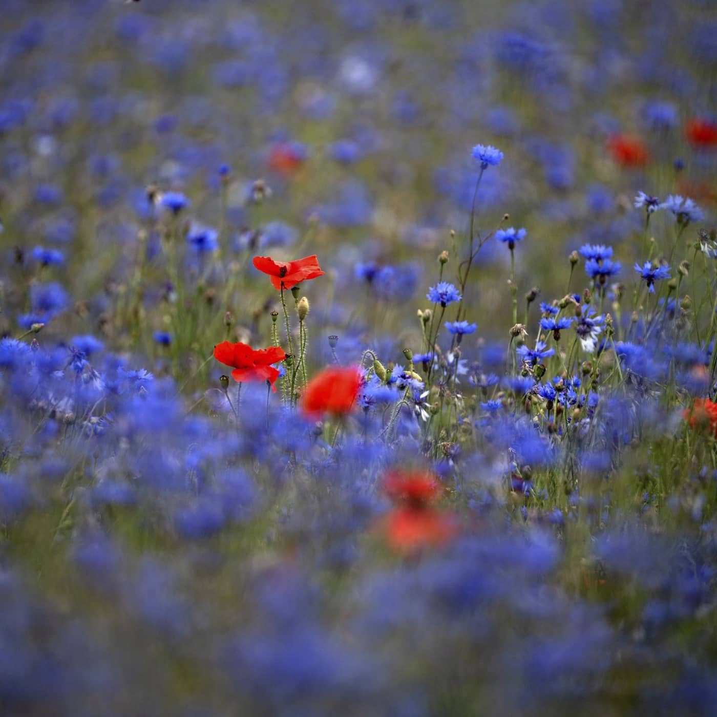 Från knopp till konstverk – fyra historier om blommor (och människorna som älskar dem) artwork