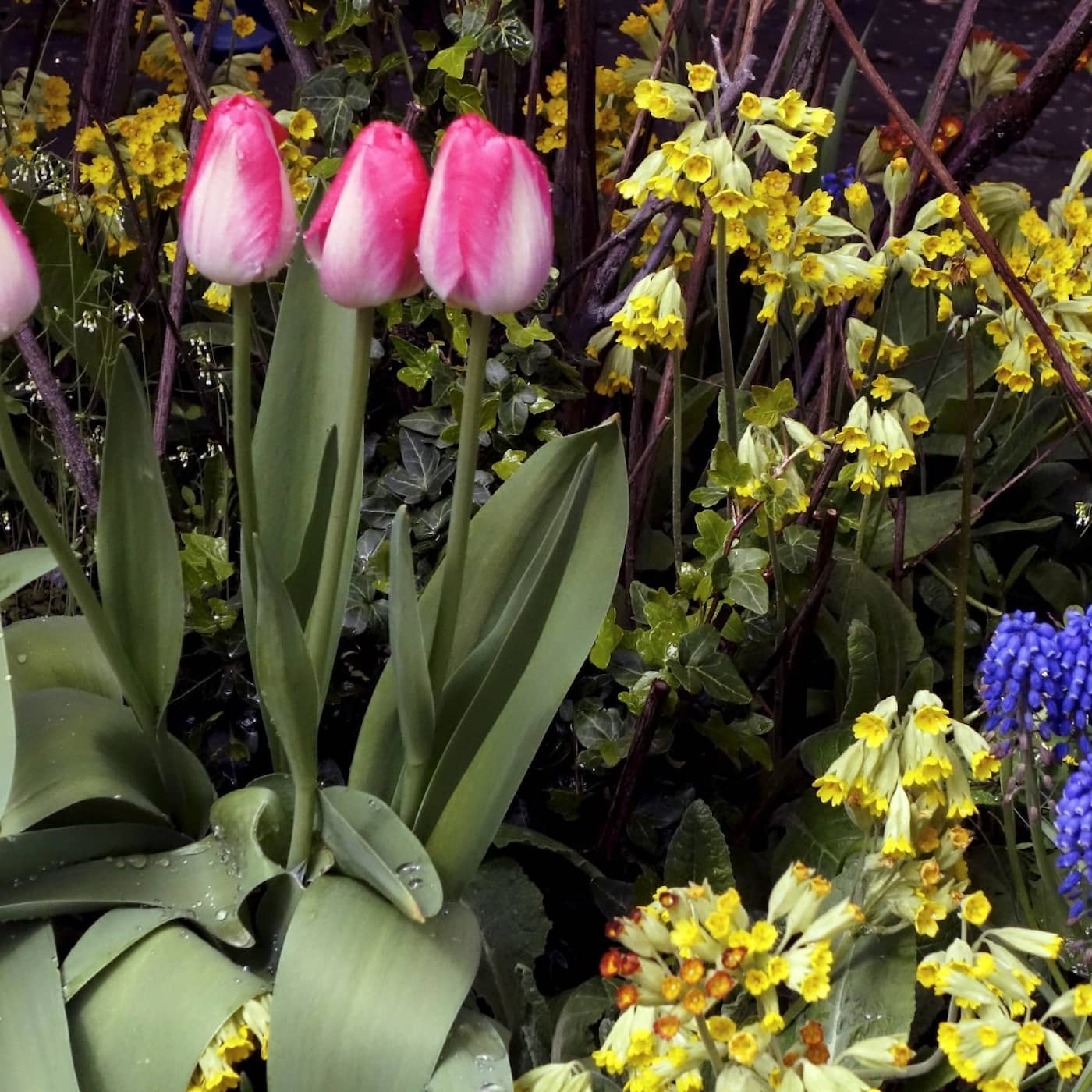 Om blommor kunde tala – historier från trädgårdens spirande vårgrönska artwork