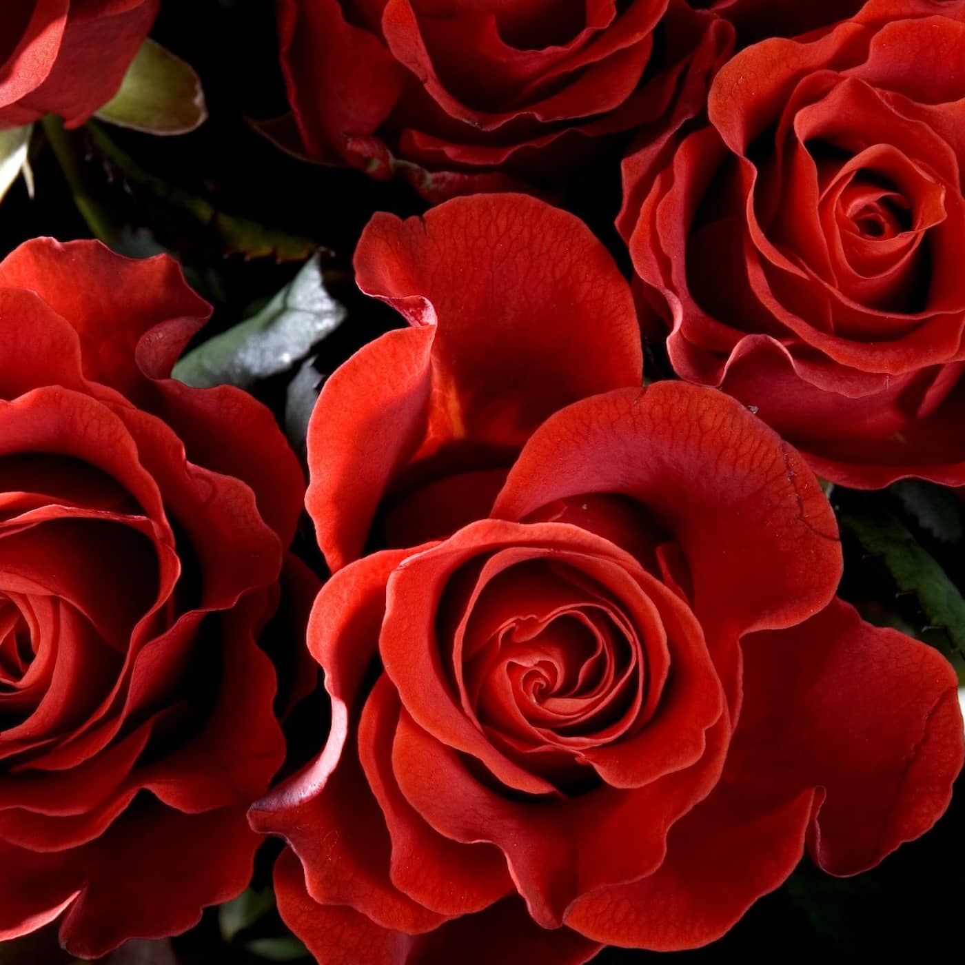 Röda rosor med vassa taggar – den romantiska rosen är på modet i ny skepnad artwork