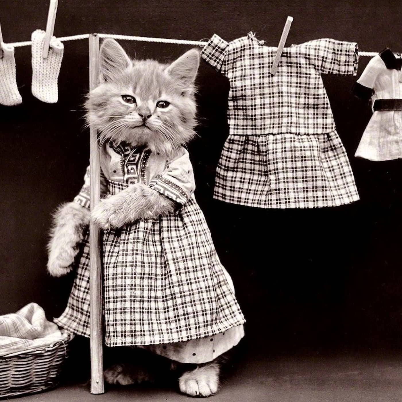 Mjau, modets mesta inspiratör med klös – katten artwork