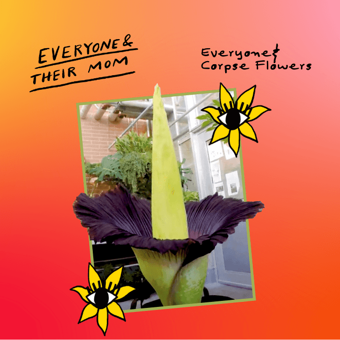 Everyone & Corpse Flowers artwork