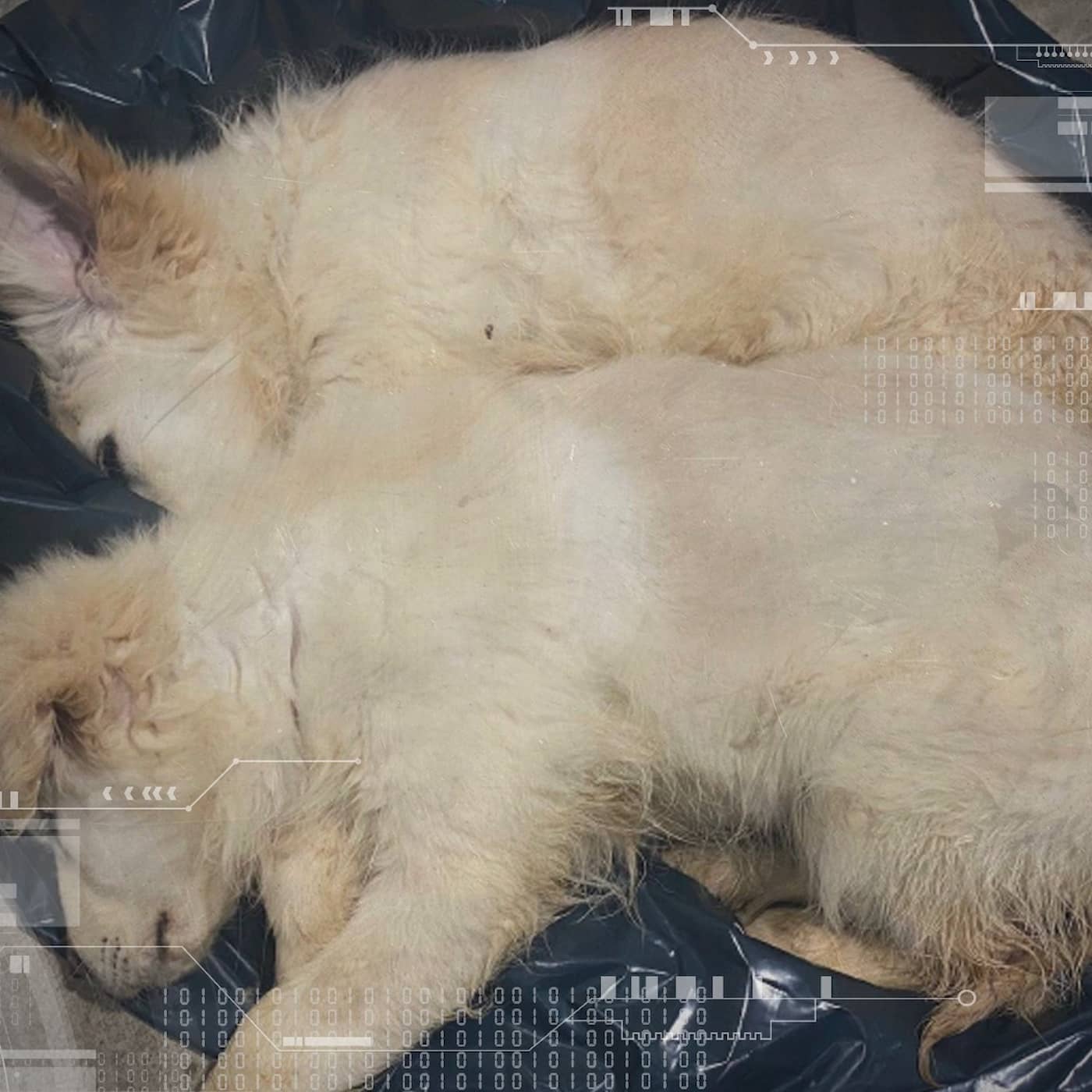 Smuggelhundar – rabies väg till Sverige: ”Klappa inga hundar ni inte känner” artwork