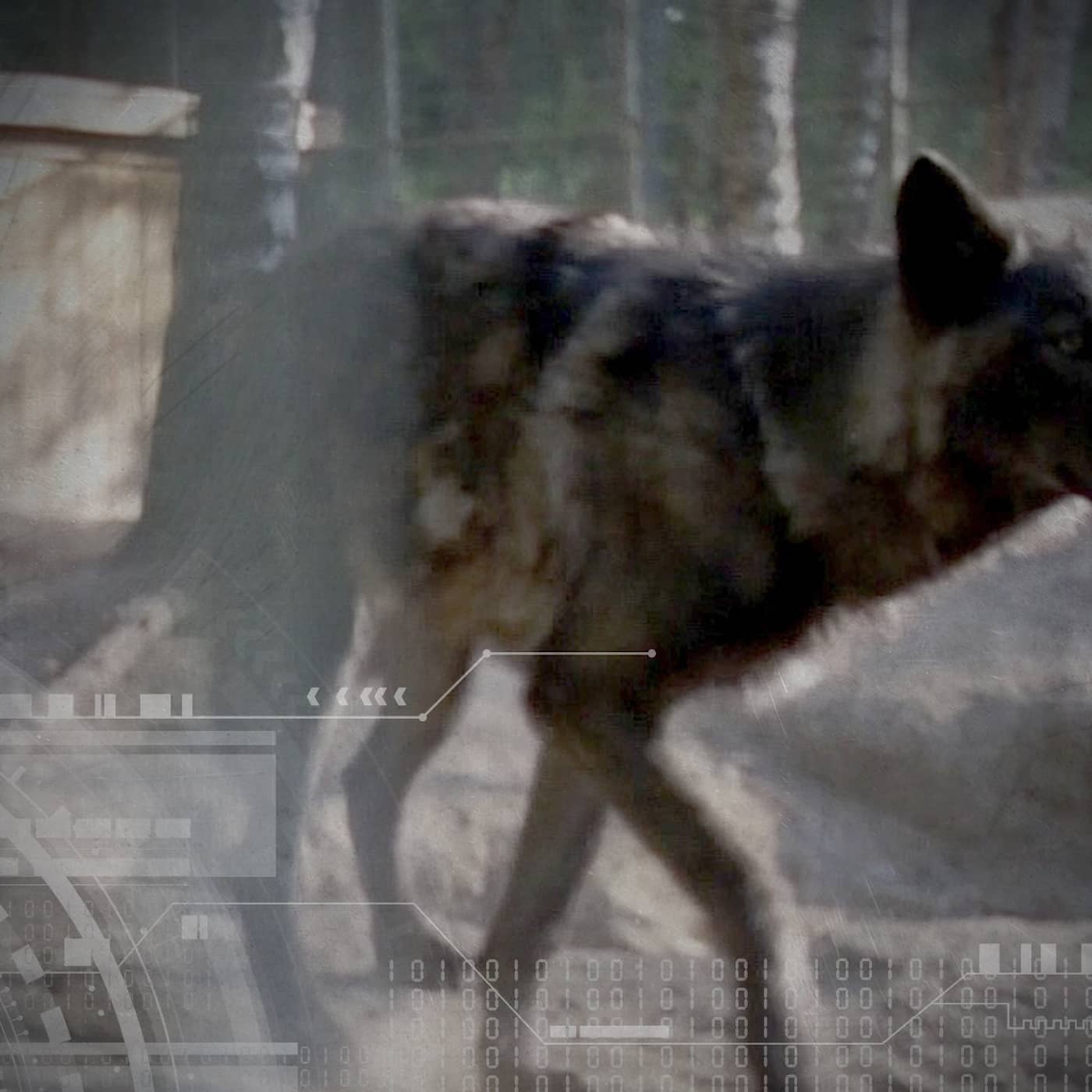 Den vilda aveln 1: Mer varg än hund – sällskapsdjuren mitt ibland oss artwork