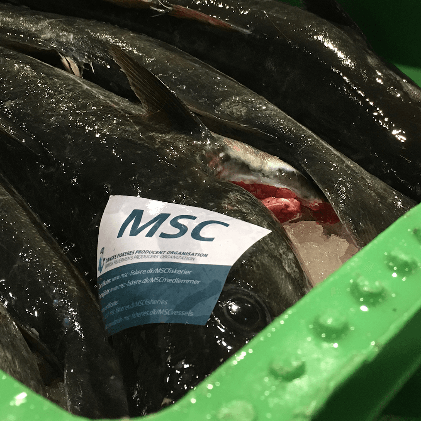 MSC - håller löftet om miljömärkt fisk? artwork