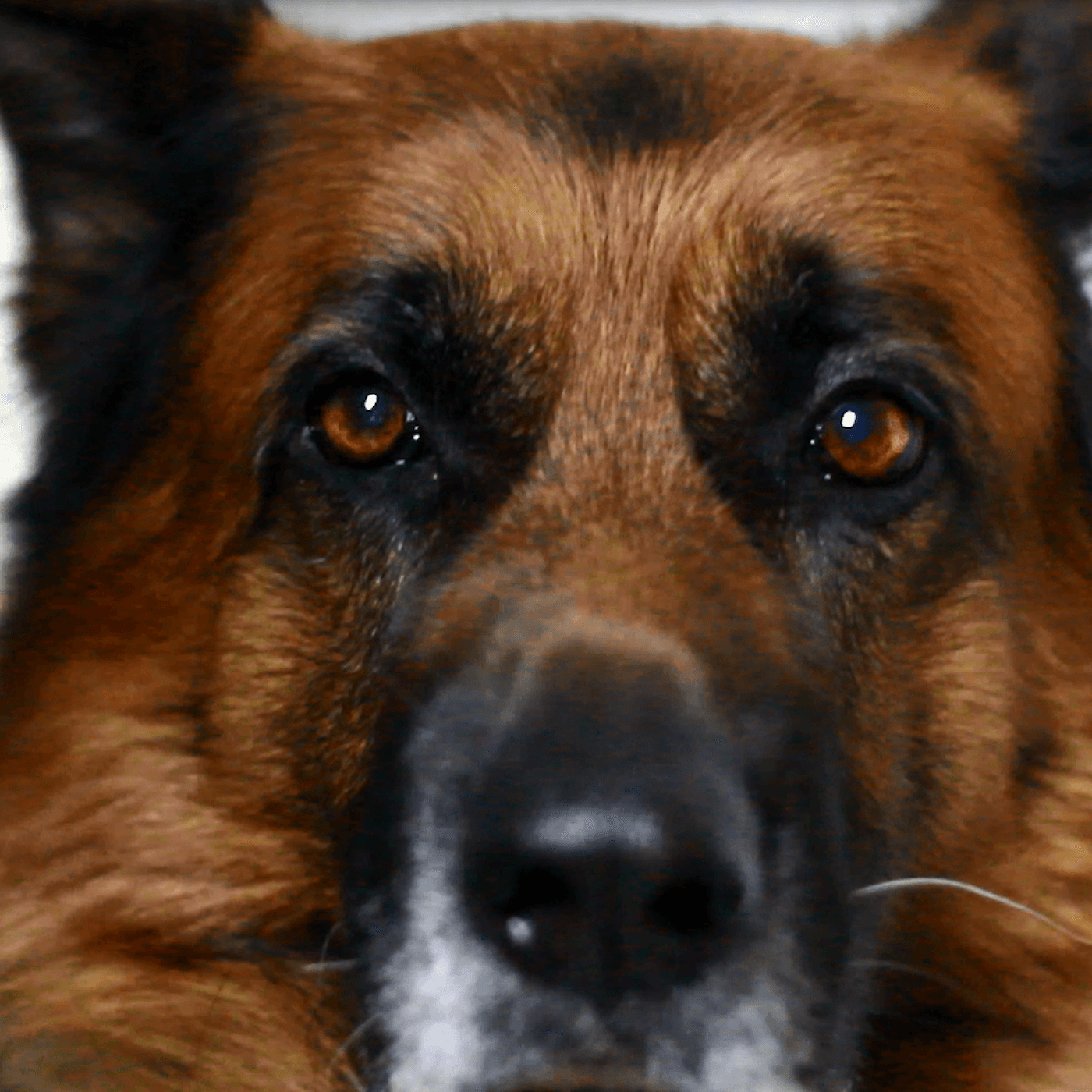 Hundfabriken del 2: Pengarna artwork