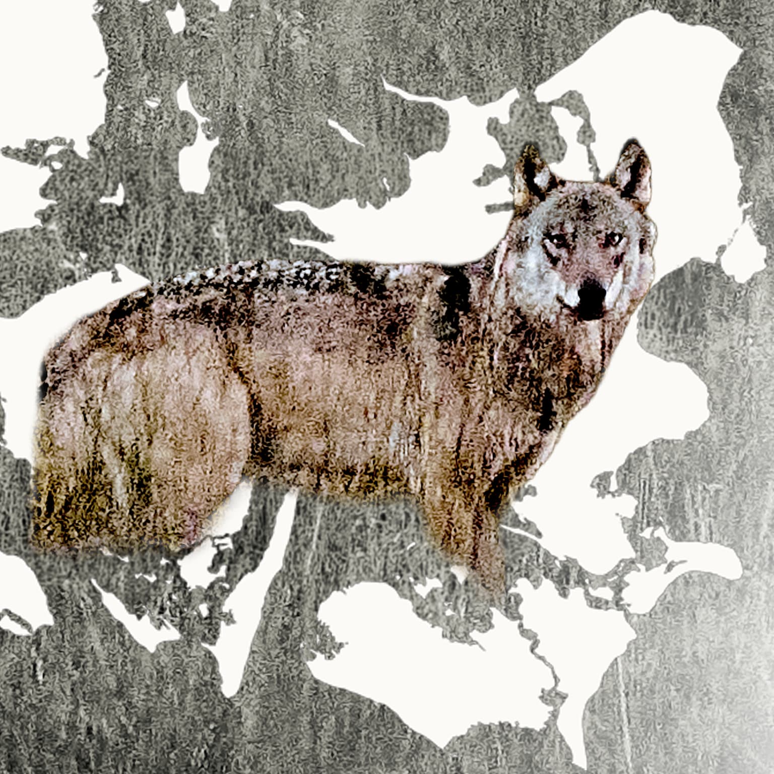 SKYD, GRAV NED, HOLD KÆFT: Hvorfor forsvinder de danske ulve? artwork