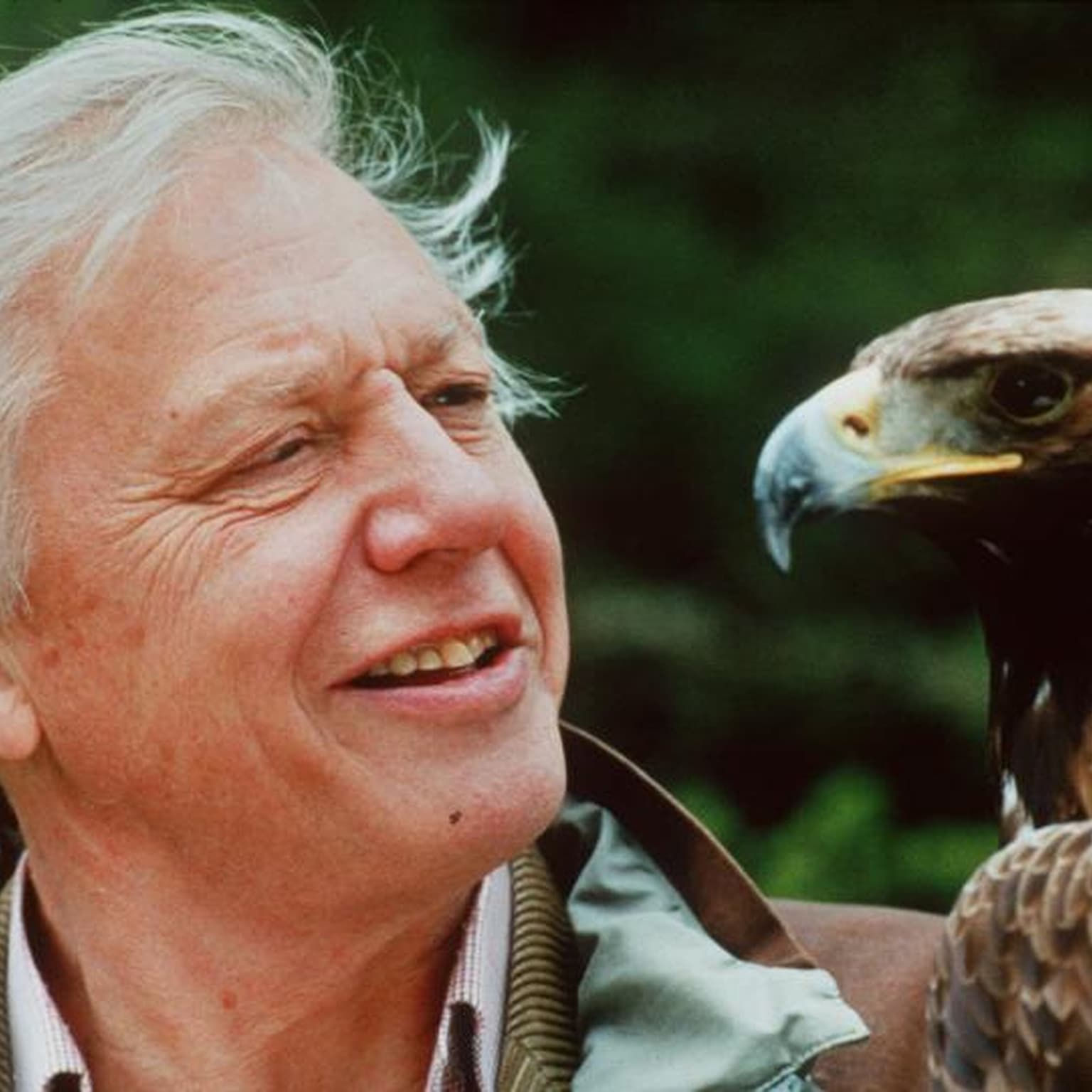 David Attenborough fylder 100: Han er naturens stemme i en krisetid artwork