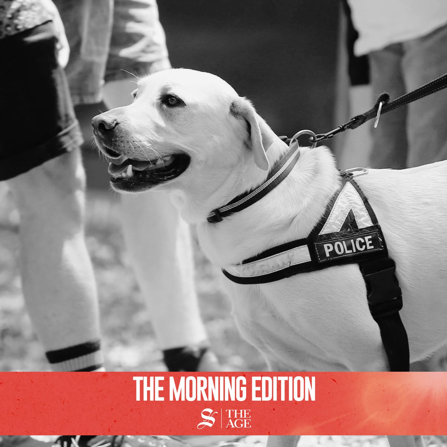 Why the era of sniffer dogs at music festivals could be over artwork