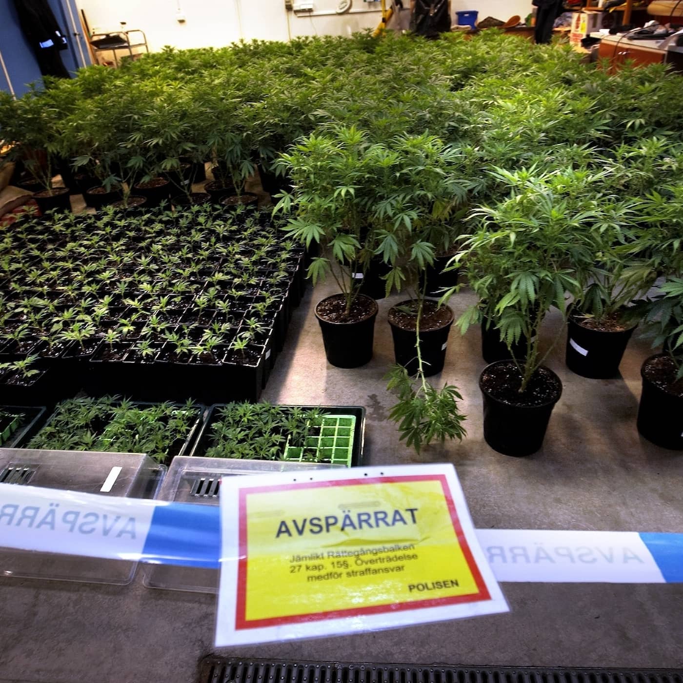 Det gröna guldets pris – cannabis och dödsskjutningarna artwork