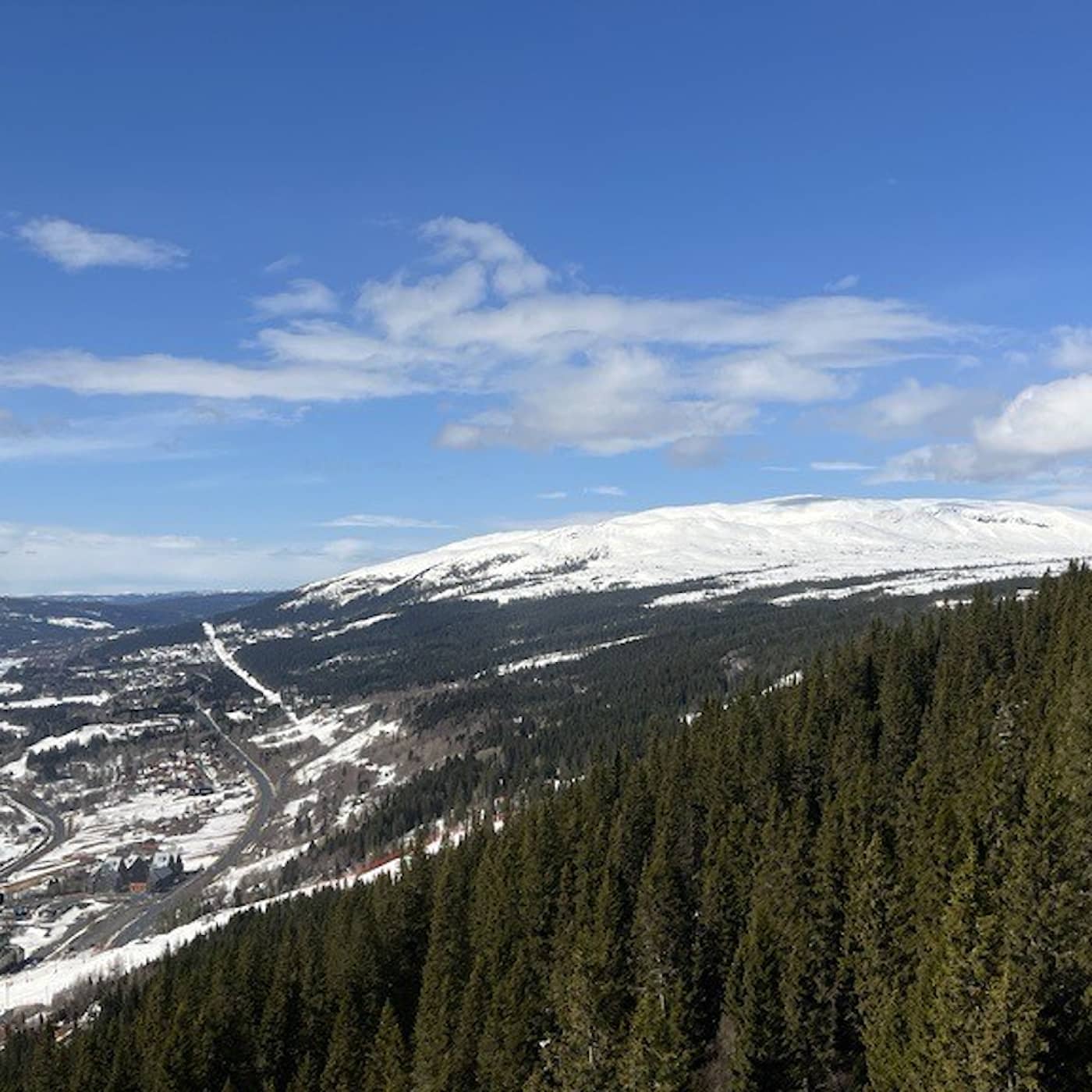 Striden om den svenska fjällskogen artwork