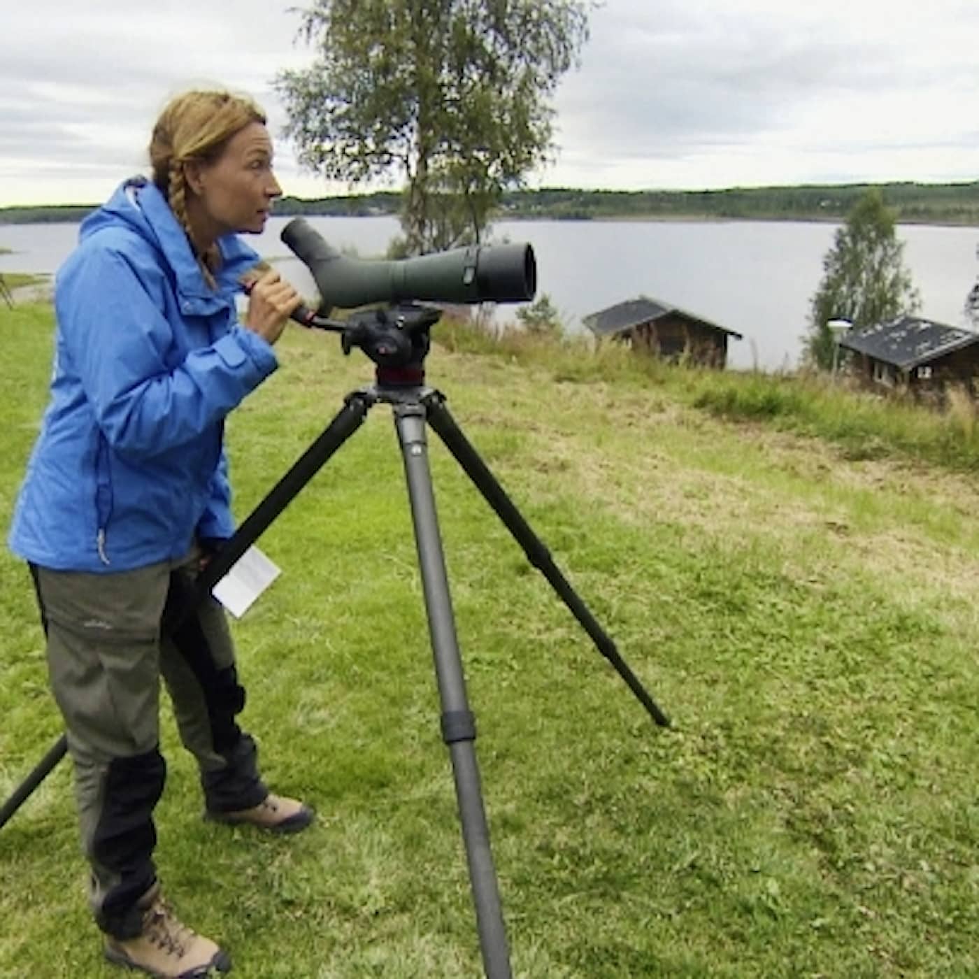 Fågelskådning från Odysseus till tv-jippo artwork