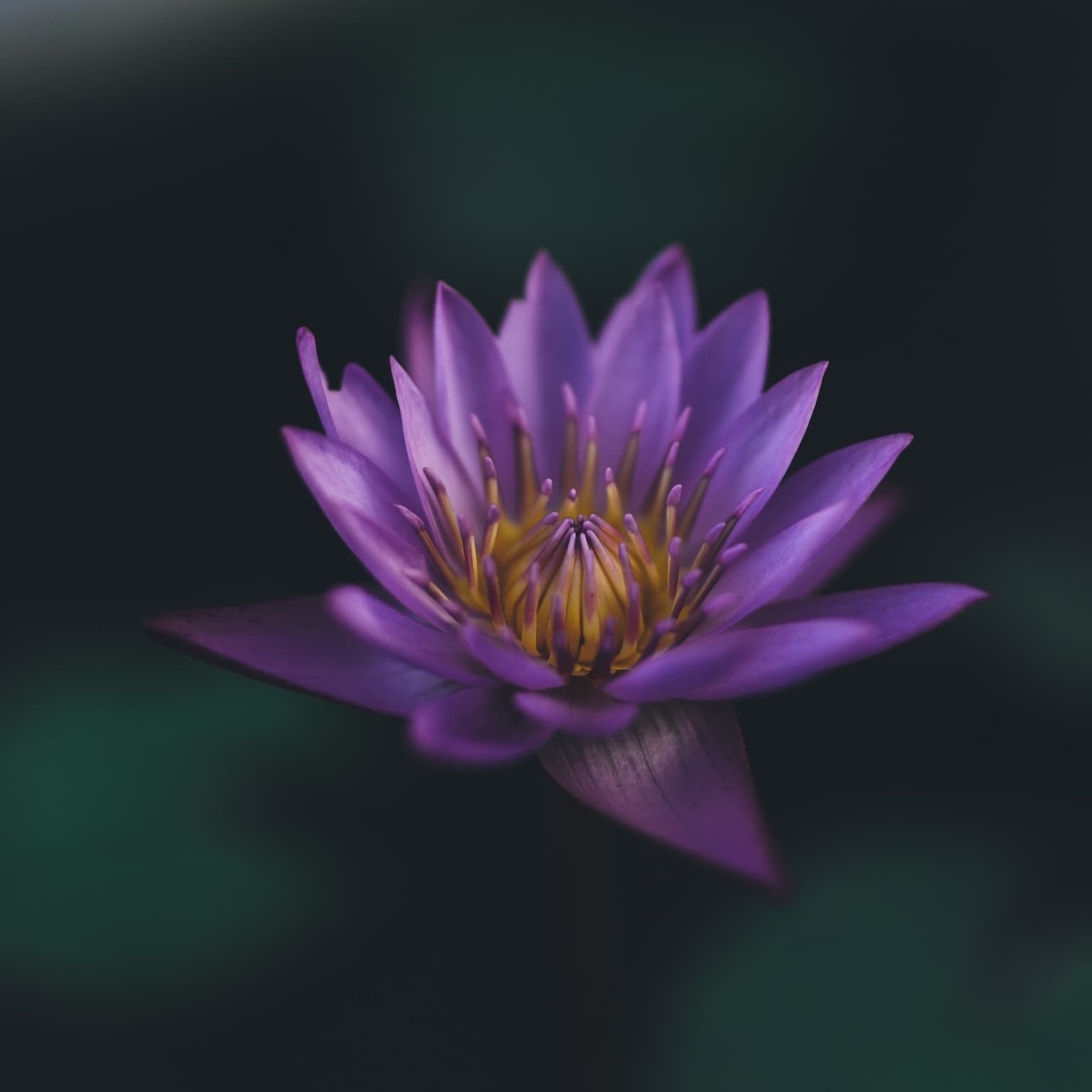 #127 — Freedom from the Known artwork