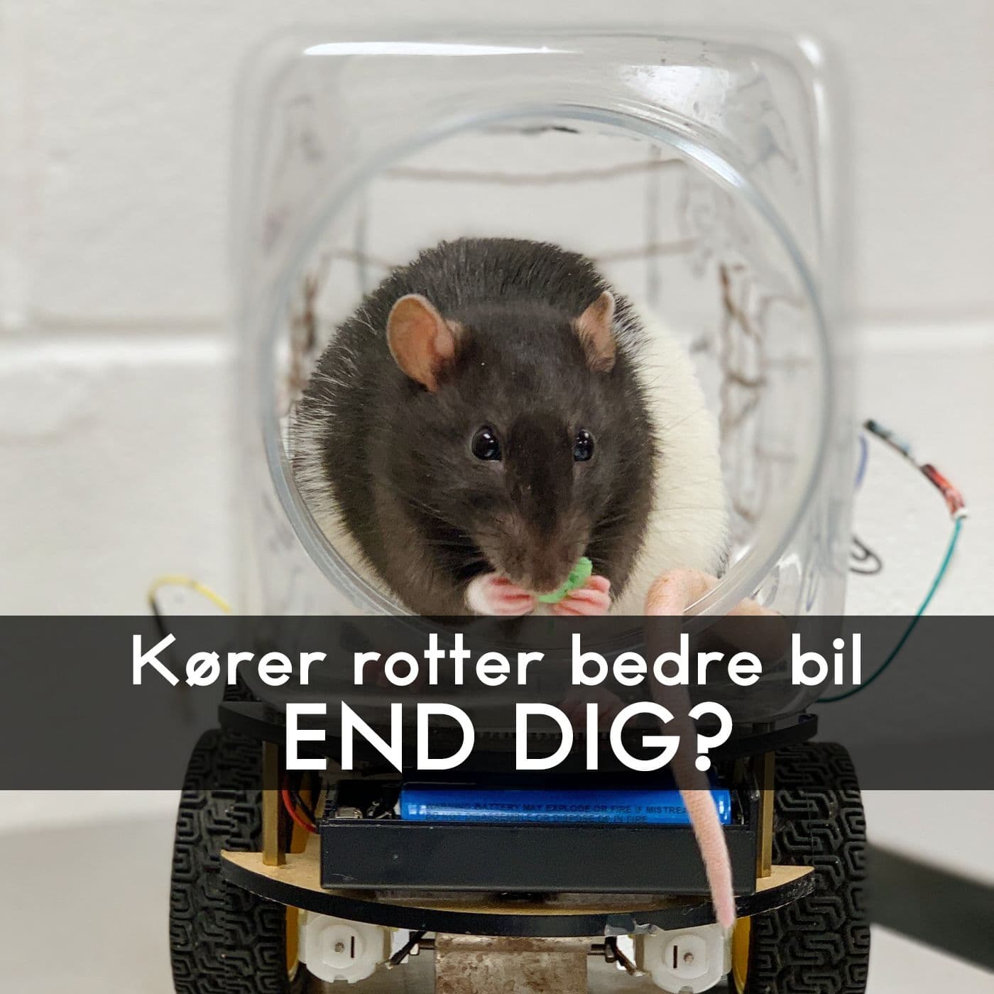 #3.42: Når en rotte kører bil artwork