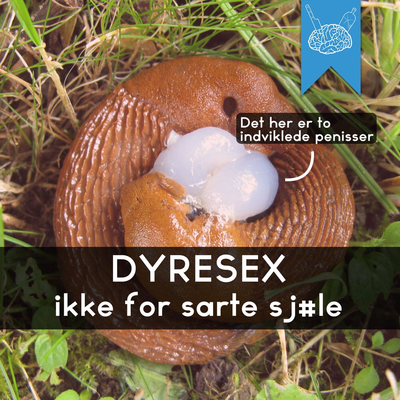 #3.46: Dyresex det er fedt artwork