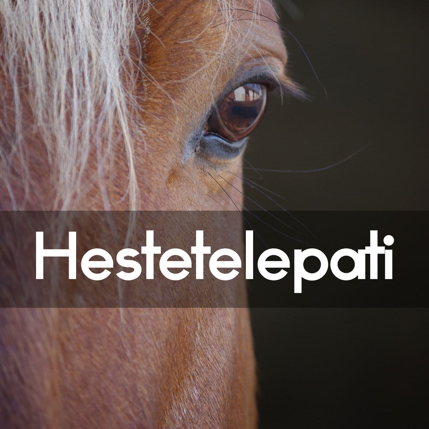 #3.23: Tal med din hest! artwork