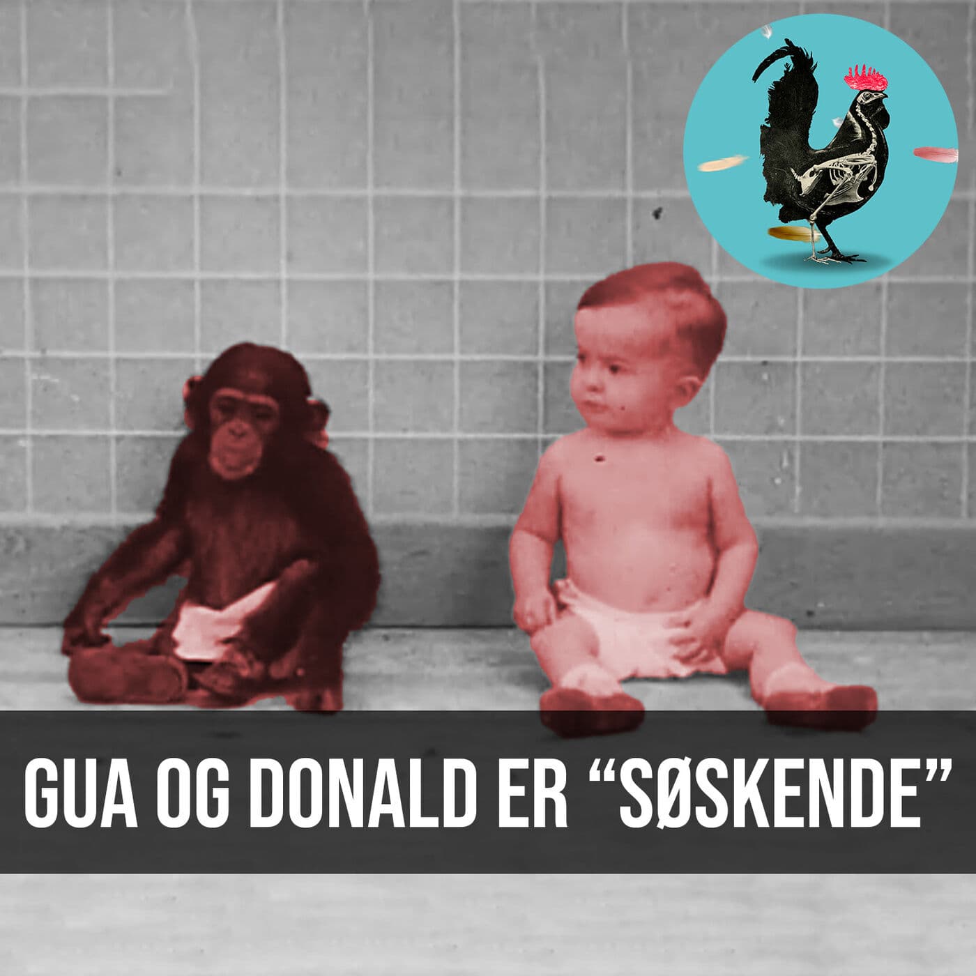 #068: En chimpanse opfostret som et menneske artwork