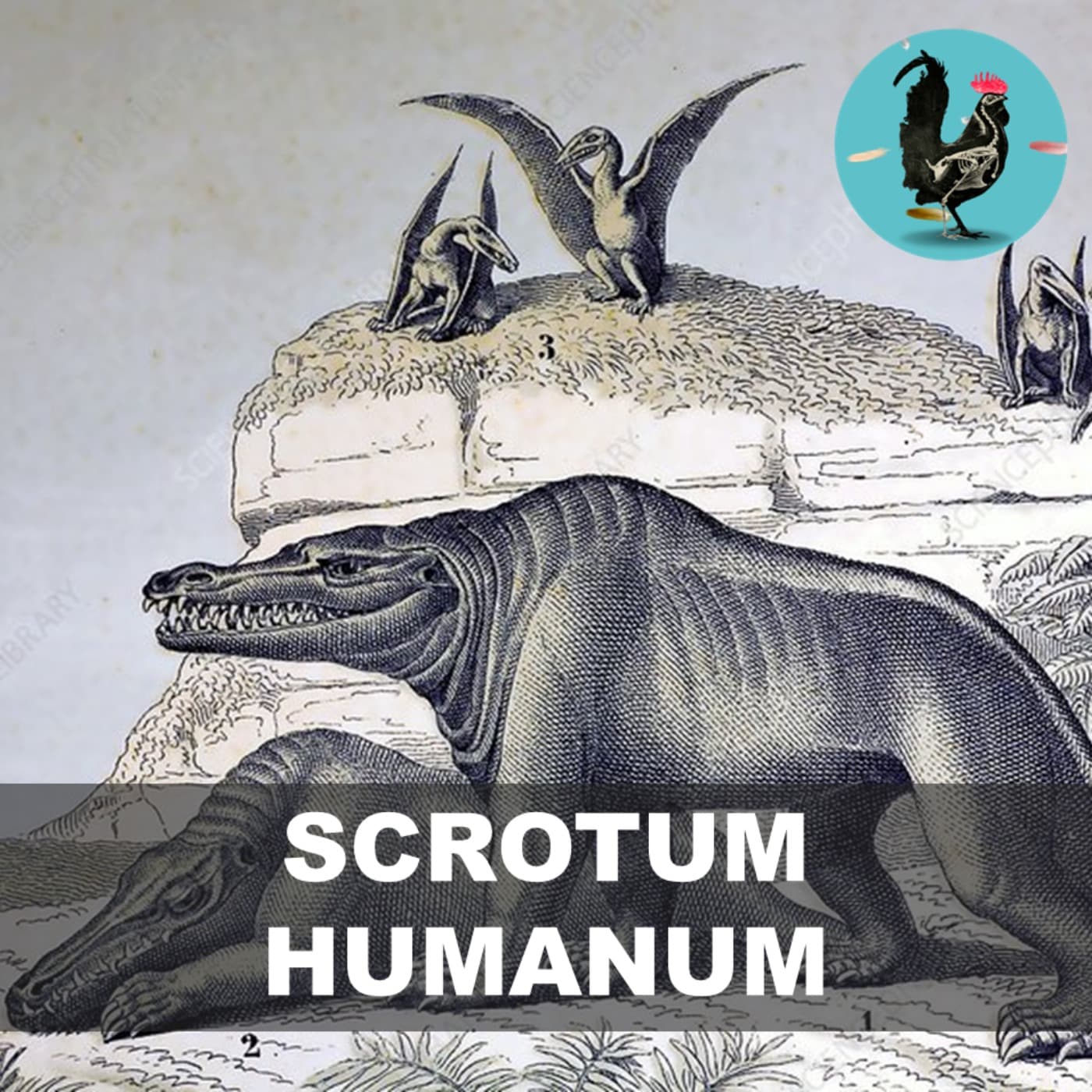 #163: Scrotum Humanum artwork