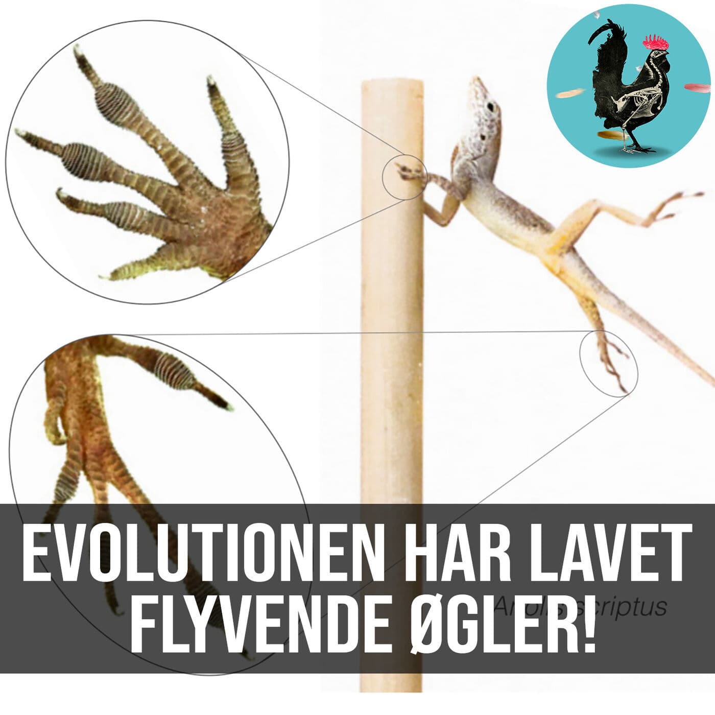 #054: Klimainduceret evolution artwork