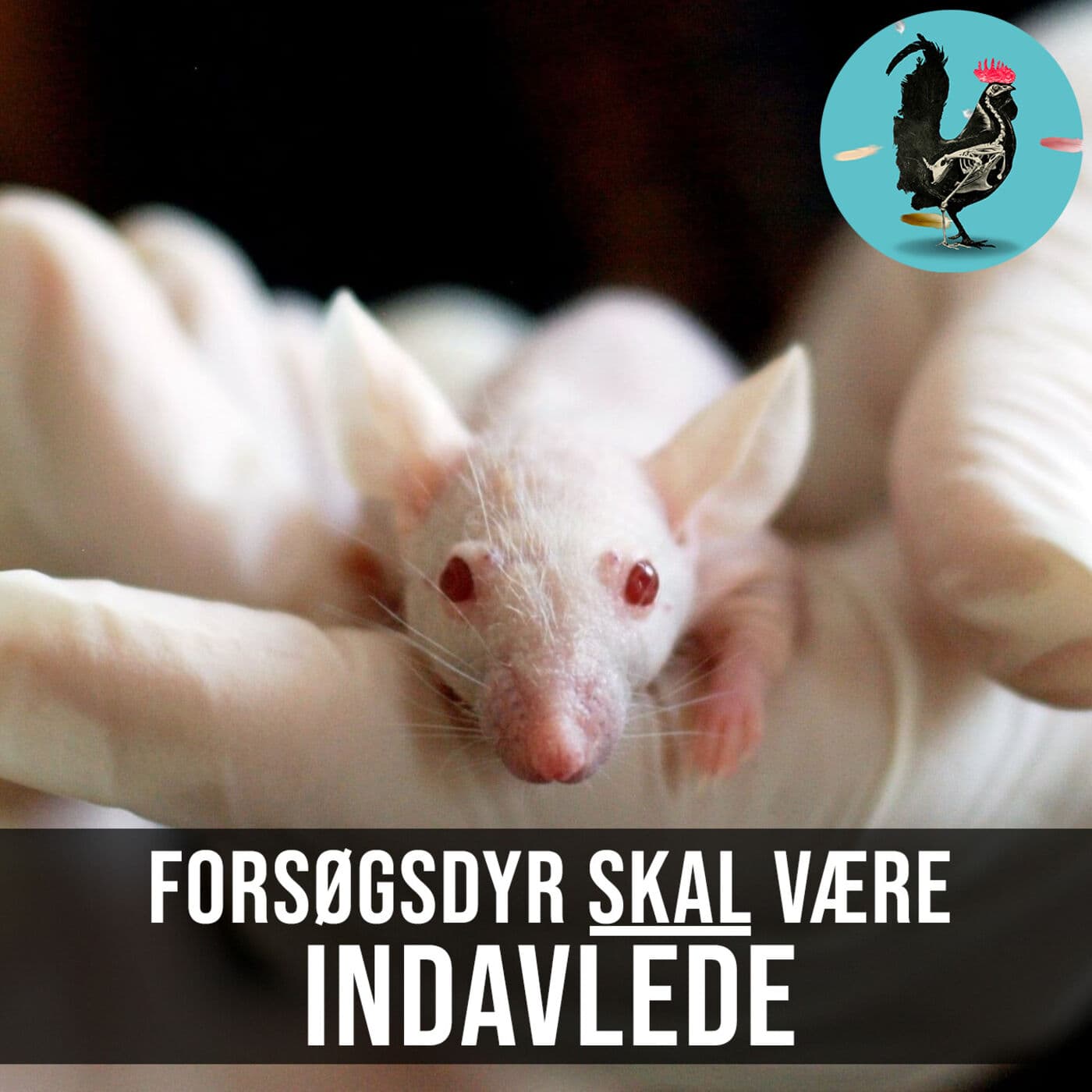#116: Forsøgsmus er indavlet gennem 200 generationer! artwork