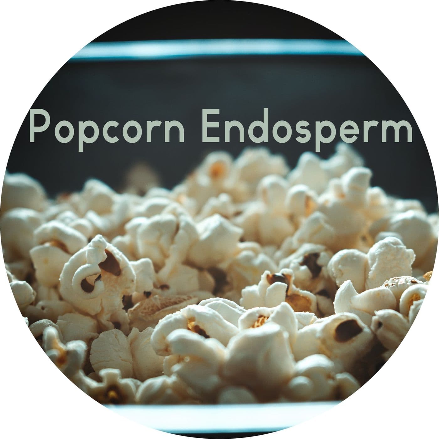 #1.13: Popcorn Endosperm artwork