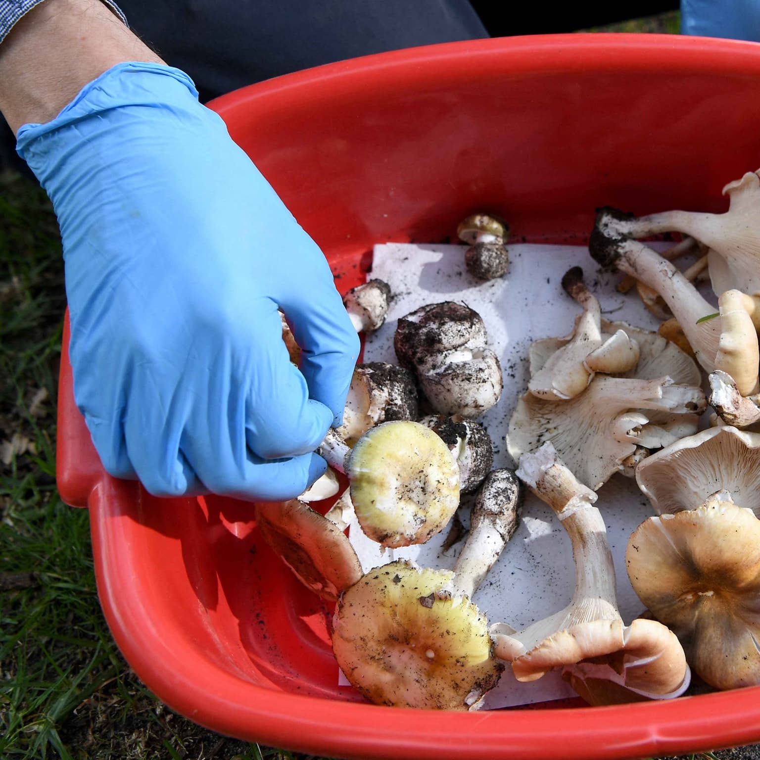 The mushroom killer: what the jury heard artwork