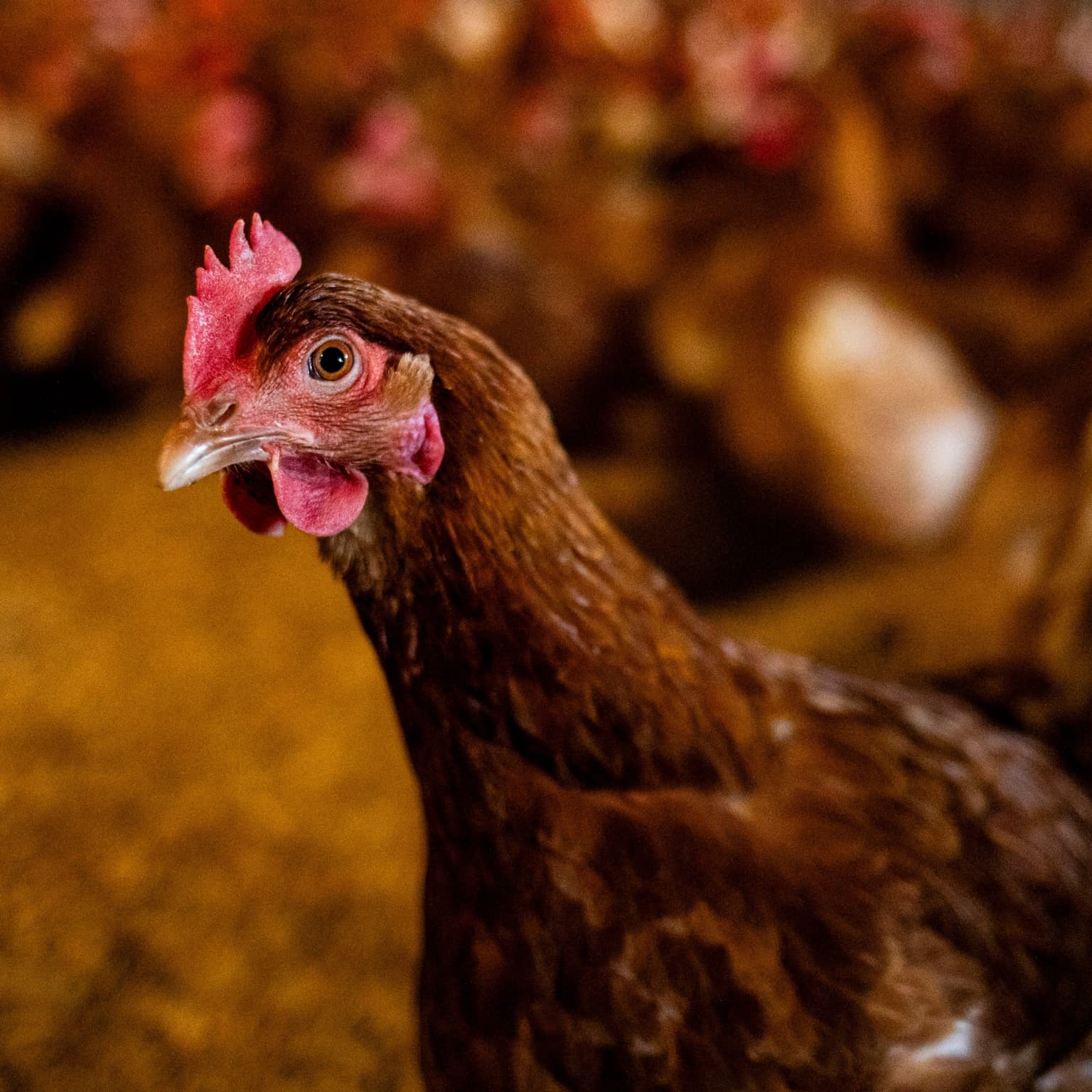 How to buy a happy chicken artwork