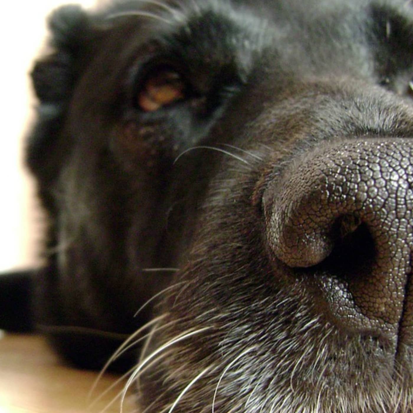 Sund med hund artwork