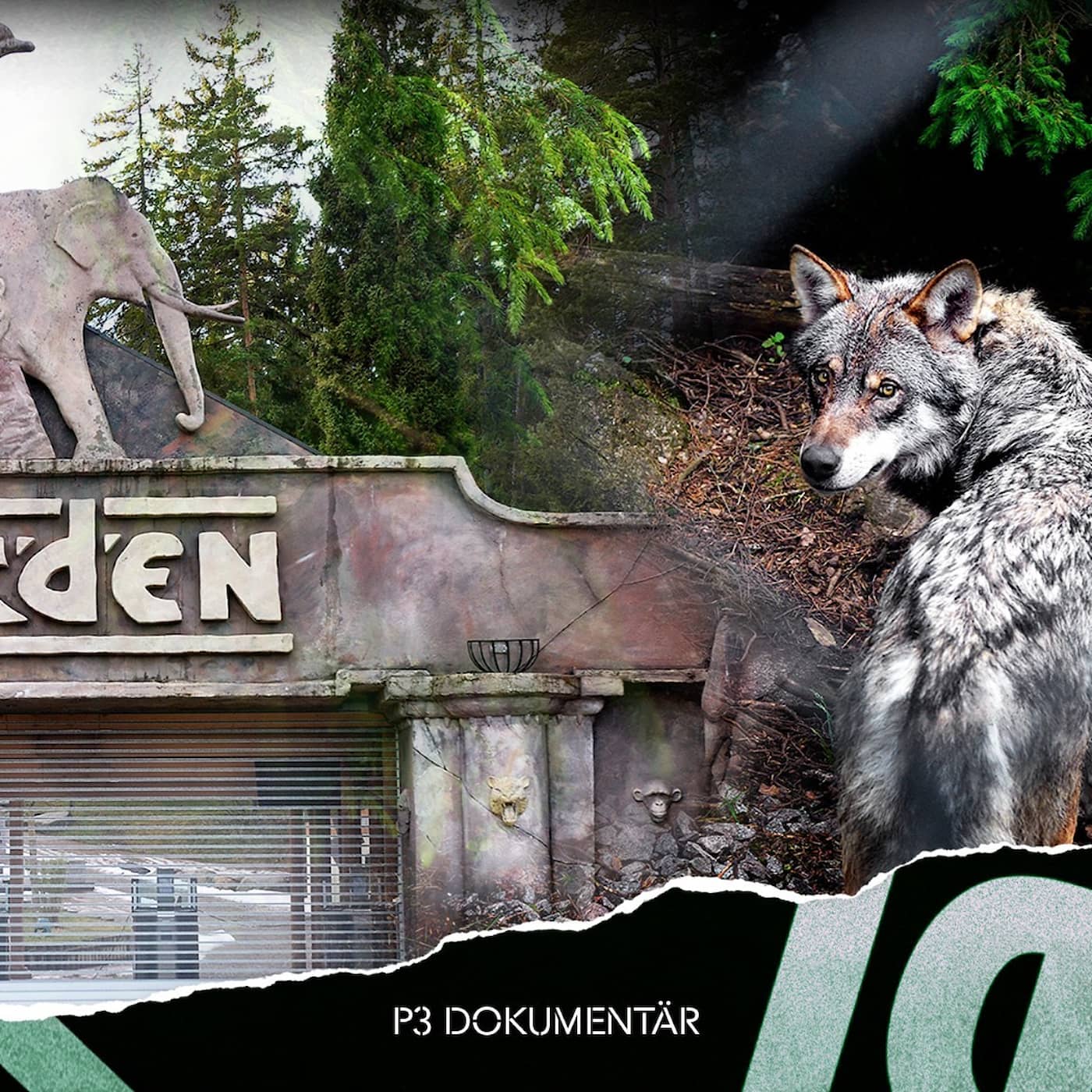 Vargolyckan på Kolmården artwork