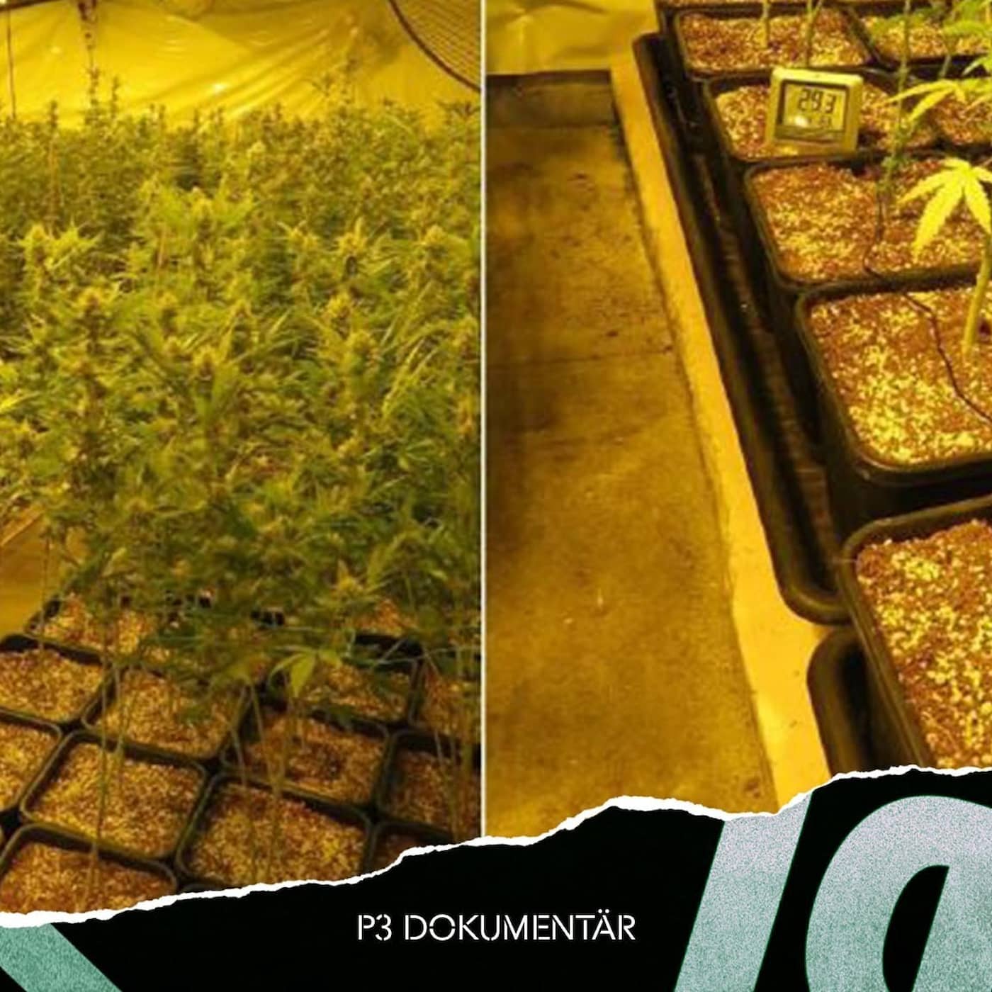 Cannabisfabriken artwork