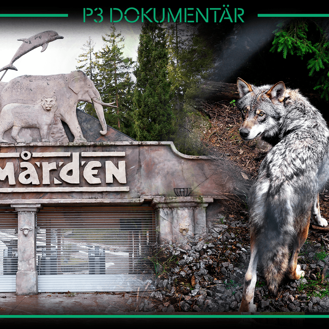 Vargolyckan på Kolmården artwork