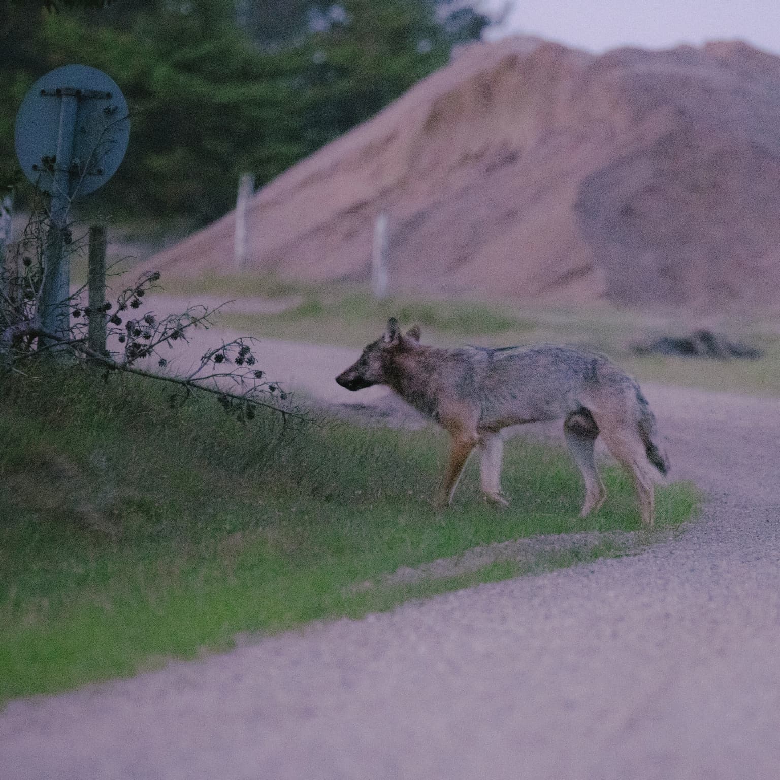 Teaser: Jagten på ulven i Oksbøl artwork