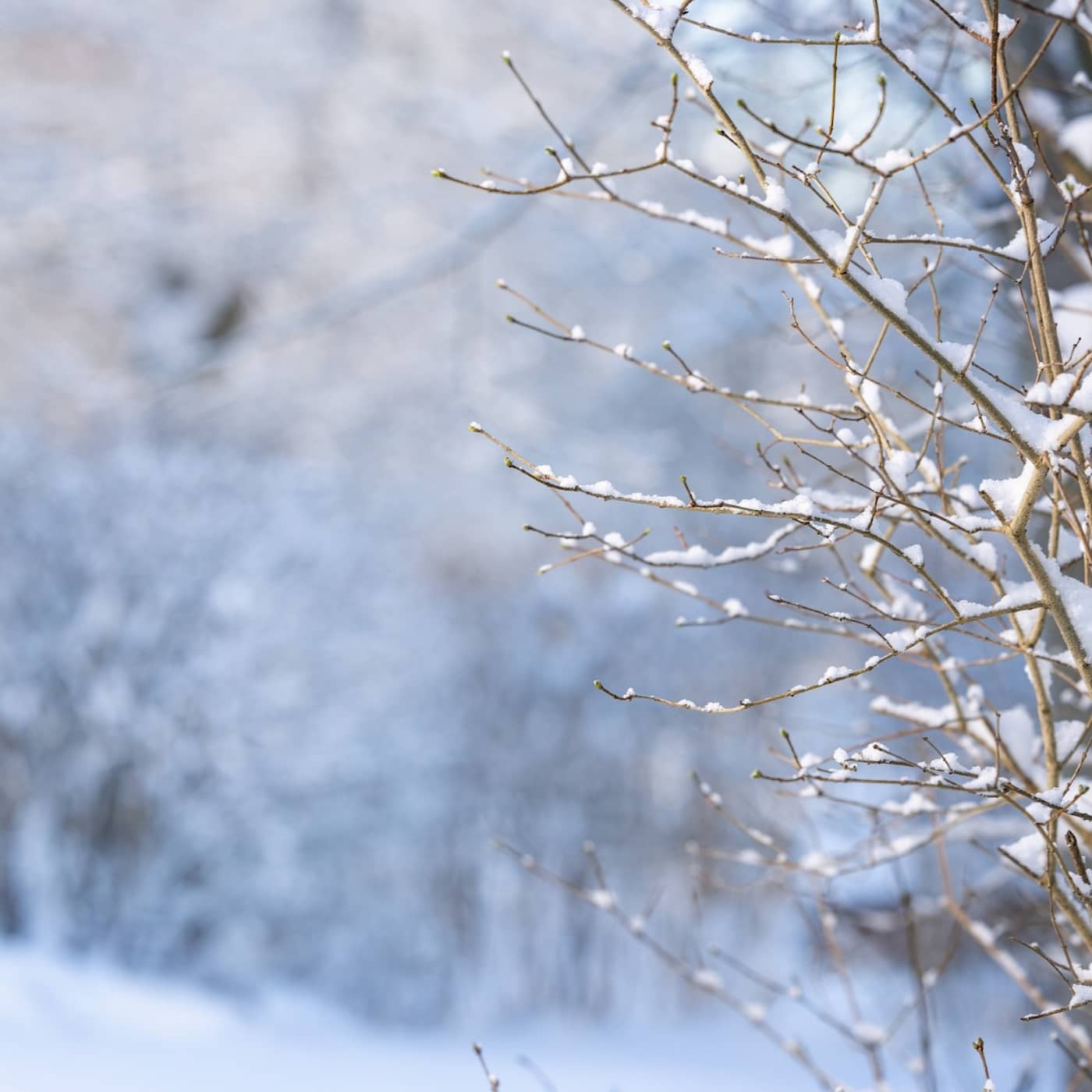 Lyssna ikapp på Vinter i P1 artwork