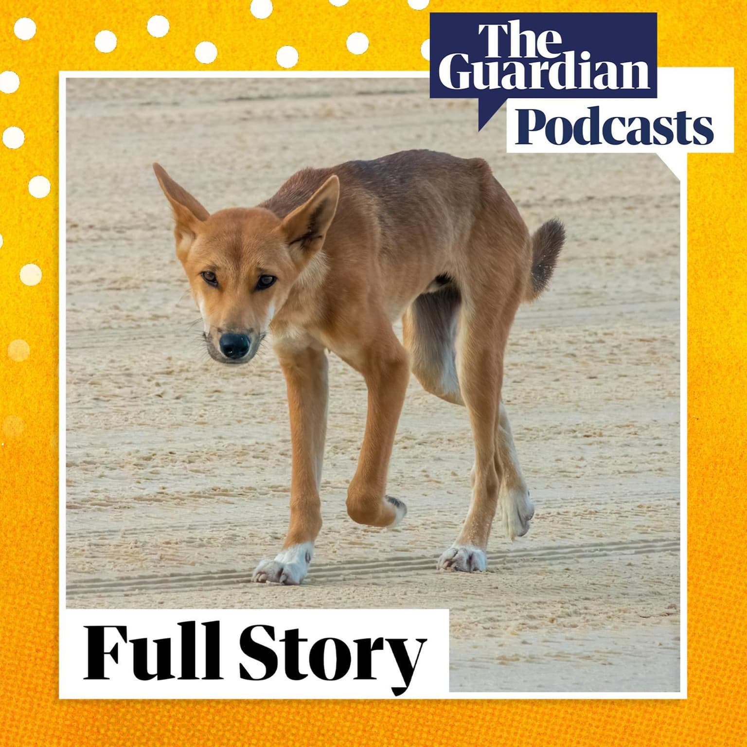 How can humans and dingoes coexist on K’gari? artwork