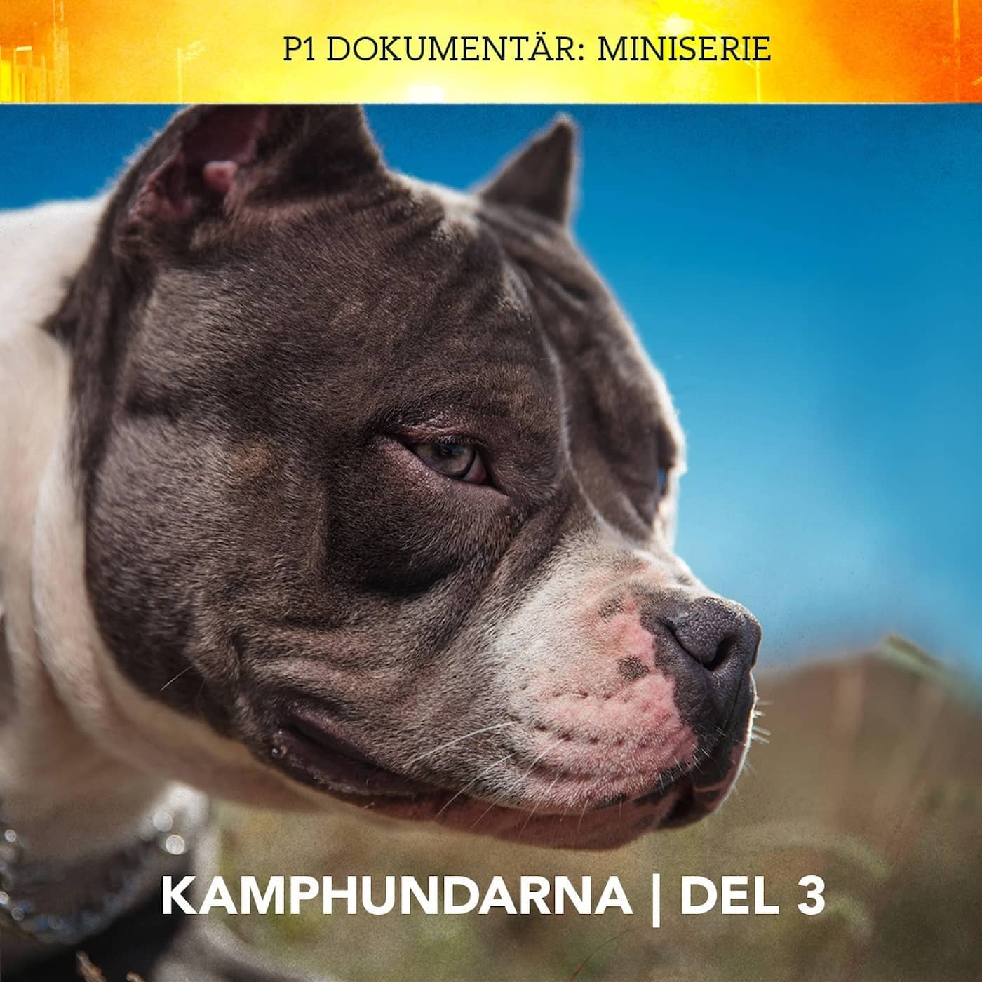 Kamphundarna – Rasförbuden | Del 3/3 artwork
