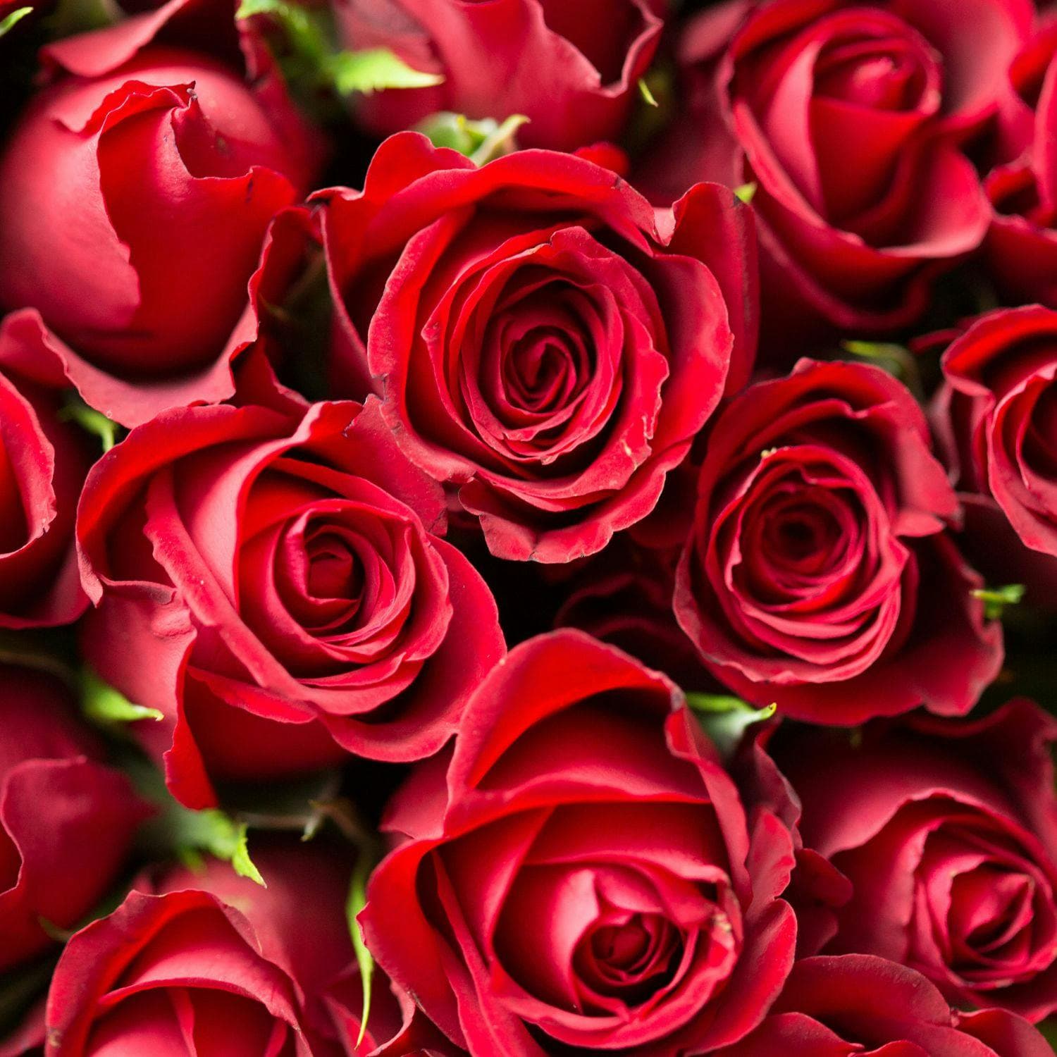 Inside a Florist's Valentine's Day with Jim McCann, Founder & Chairman at 1-800 Flowers.com artwork